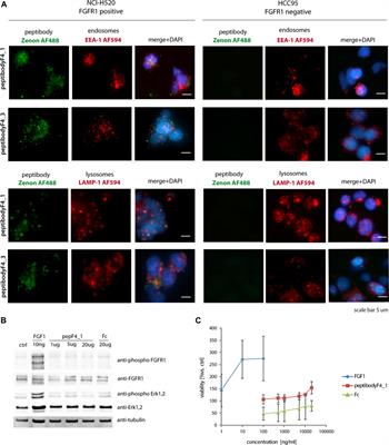 Peptibody Based on FGFR1-Binding Peptides From the FGF4 Sequence as a Cancer-Targeting Agent